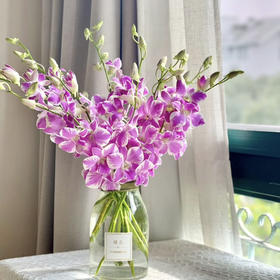 【AB级洋兰.都在这】6支/份 买2份减10元