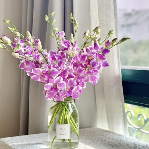 【AB级洋兰.都在这】6支/份 买2份减10元 商品图0