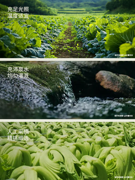 拼团|益生菌发酵酸菜 0亚硝酸盐 鲜嫩脆爽 酸香下饭 250g*4袋 商品图3