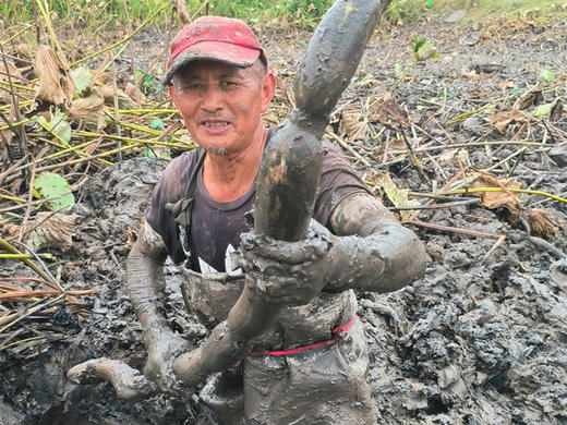 洪湖有机莲藕（粉藕/红花藕）/顺丰陆运包邮 商品图2