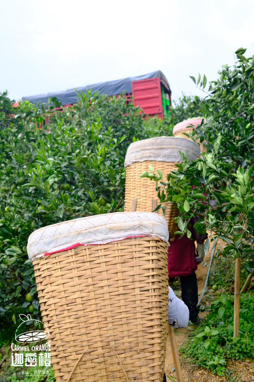 哀牢山迦蜜冰糖橙，鲜果采摘，清甜清新清香鲜泽，小小个头大补VC，不打蜡不催熟不用甜蜜素 商品图10
