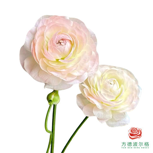 洋牡丹-精灵5枝1扎 商品图1