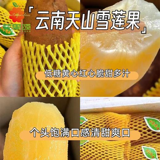 【当季新鲜】天山雪莲果切盒 口感清甜 1盒约350g 商品图0