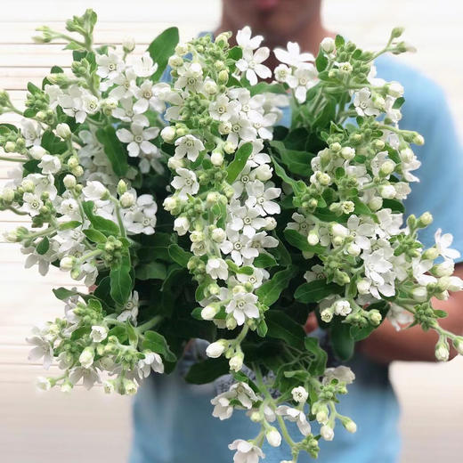 白星花丨草花 商品图0