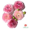 洋牡丹-精灵5枝1扎 商品缩略图0