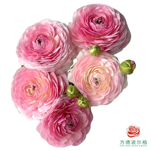 洋牡丹-精灵5枝1扎 商品图0