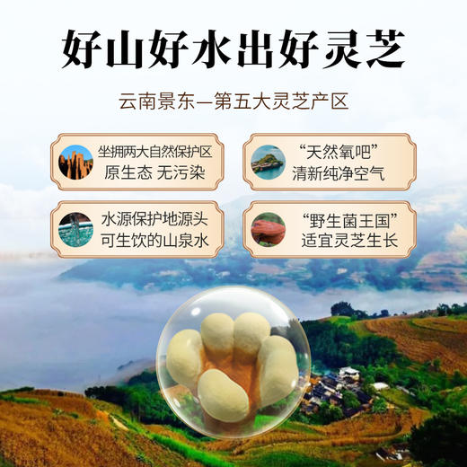 云景天芝灵芝嫩芽超细粉20g 商品图4