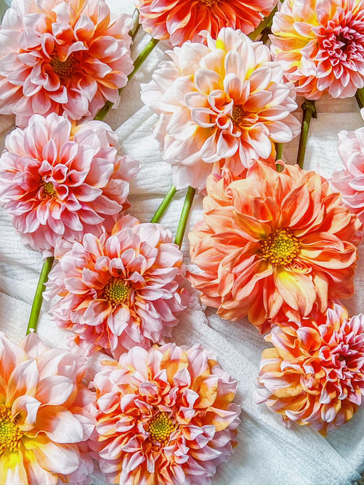 【掉价啦】5支/扎共2扎10支【奶油桃子大丽花】 长约50-60cm 商品图4