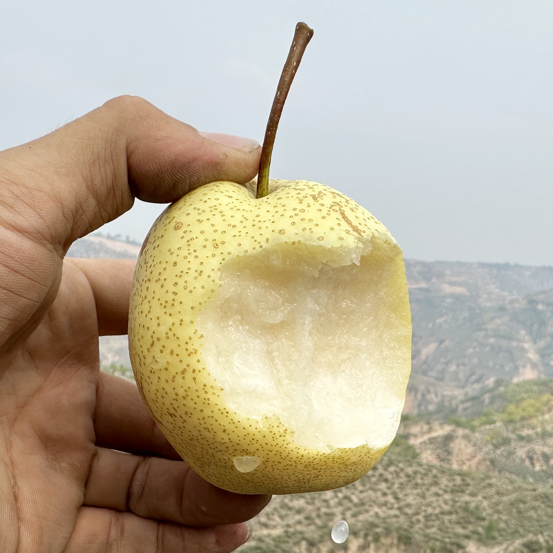陕北高山酥梨，香甜多汁，细腻无渣~