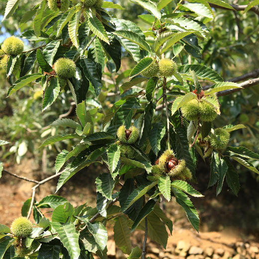 迁西【鲜板栗】细腻粉糯香甜，皮薄易剥，颗颗饱满，山泉水灌溉，自然成熟掉落！ 商品图3