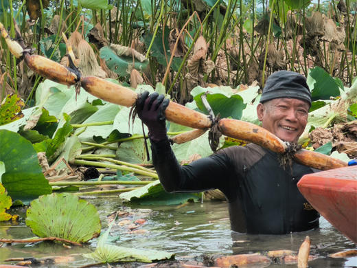 洪湖有机莲藕（粉藕/红花藕）/顺丰陆运包邮 商品图3