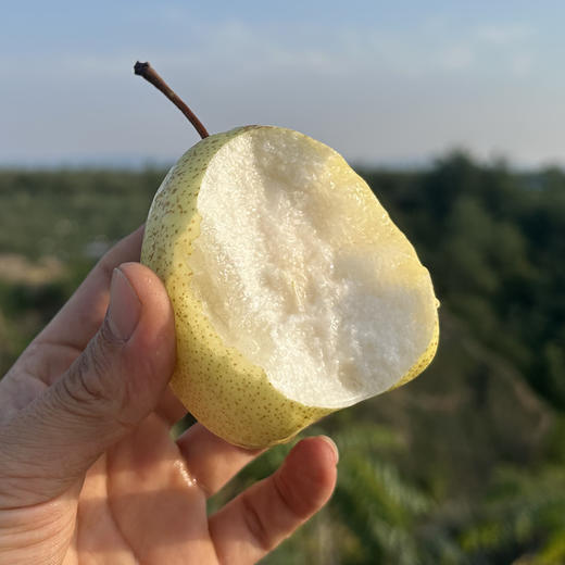 陕北高山酥梨，香甜多汁，细腻无渣~ 商品图2