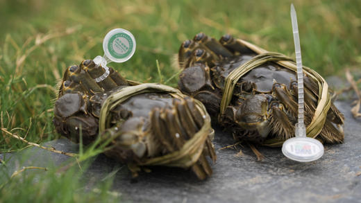 【活蟹】湖北梁子湖梁湖良品  大闸蟹  公蟹3.4-3.6两/只  母蟹2.4-2.6两/只   4对8只 商品图1