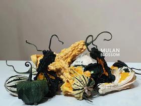 万圣节观赏新鲜南瓜