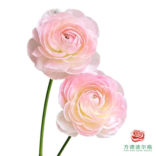 洋牡丹-精灵5枝1扎 商品图2