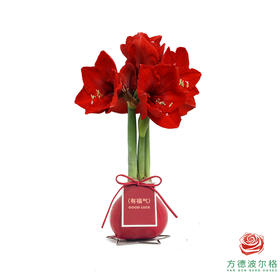 不用浇水的石蜡朱顶红种球！ 红花-有福气