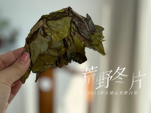 【珍藏级茶饼】2023荒野冬片饼，诞生在隆冬季节的冰沁汤水与深长竹叶香，每一饼，都藏着最深的冬（1饼收藏装） 商品图7