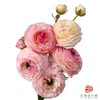洋牡丹-蜜桃派 5枝1扎 商品缩略图0