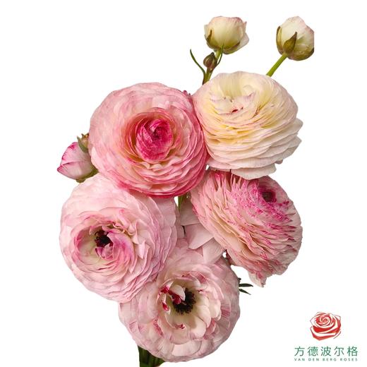 洋牡丹-蜜桃派 5枝1扎 商品图0