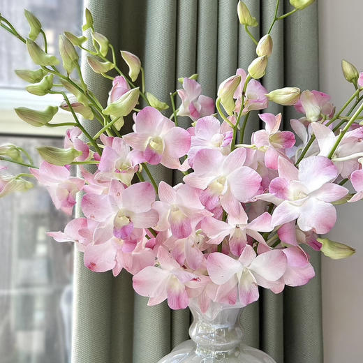 【AB级洋兰.都在这】6支/份 买2份减10元 商品图1