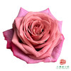 外购单头玫瑰-调香师10枝一扎 商品缩略图0