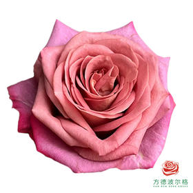 外购单头玫瑰-调香师10枝一扎