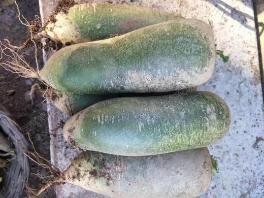 自然农耕酵素芋头，土豆，白菜、萝卜、红薯、南瓜  // 顾元军生态农场 商品图5