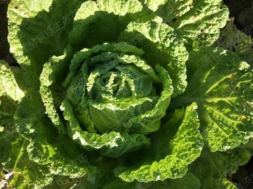 自然农耕酵素芋头，土豆，白菜、萝卜、红薯、南瓜  // 顾元军生态农场 商品图4