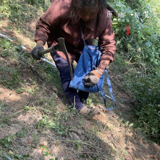 野生酸枣仁/酸枣仁粉（成都仓库-顺丰快递 ）|  100g/瓶，生/熟酸枣仁，酸枣仁粉，来自山西晋中，生产者：张小青【合作生产，公平贸易】 商品图3