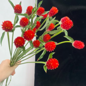 千日红丨单头｜永生花混发