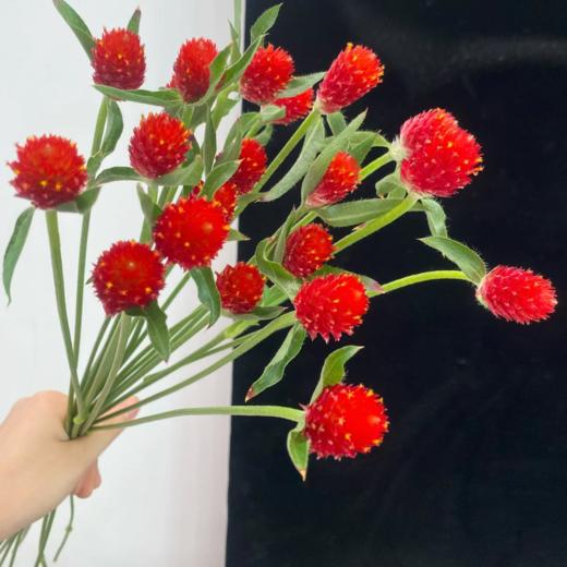 千日红丨单头｜永生花混发 商品图0