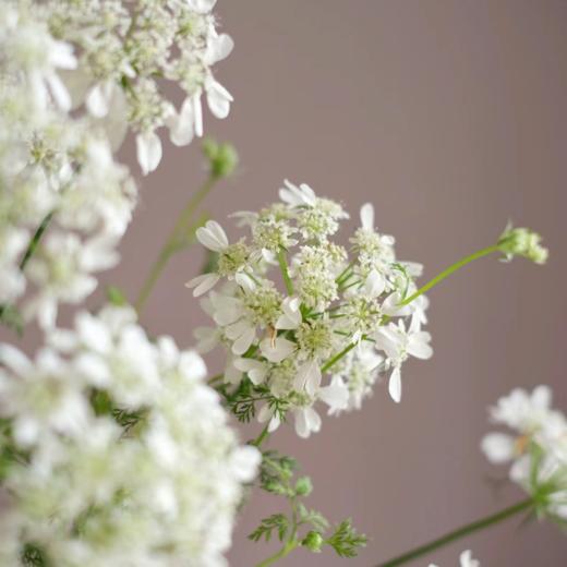 白飞香丨草花 商品图1