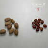 野生酸枣仁/酸枣仁粉（成都仓库-顺丰快递 ）|  100g/瓶，生/熟酸枣仁，酸枣仁粉，来自山西晋中，生产者：张小青【合作生产，公平贸易】 商品缩略图4
