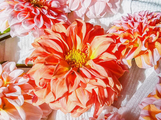 【掉价啦】5支/扎共2扎10支【奶油桃子大丽花】 长约50-60cm 商品图6