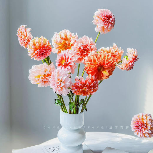 【掉价啦】5支/扎共2扎10支【奶油桃子大丽花】 长约50-60cm 商品图1