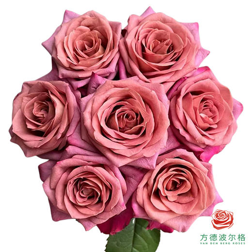 外购单头玫瑰-调香师10枝一扎 商品图1