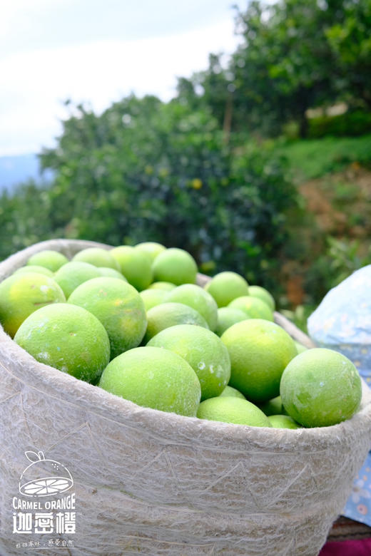 哀牢山迦蜜冰糖橙，鲜果采摘，清甜清新清香鲜泽，小小个头大补VC，不打蜡不催熟不用甜蜜素 商品图8