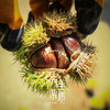 迁西【鲜板栗】细腻粉糯香甜，皮薄易剥，颗颗饱满，山泉水灌溉，自然成熟掉落！ 商品缩略图0