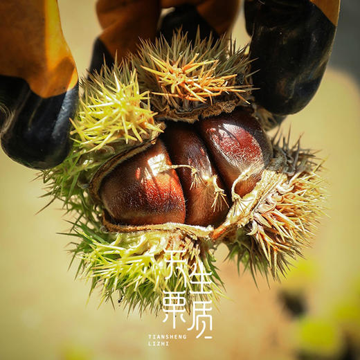 迁西【鲜板栗】细腻粉糯香甜，皮薄易剥，颗颗饱满，山泉水灌溉，自然成熟掉落！ 商品图0