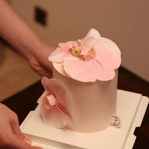 粉色蝴蝶兰（提前6小时预定/主图4寸加高） 商品图0