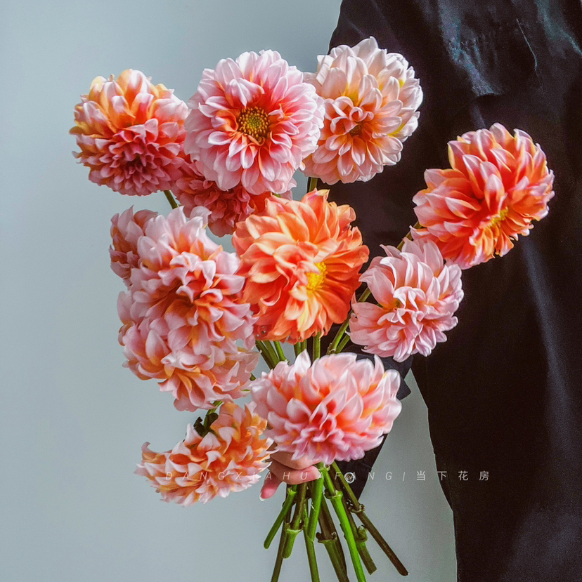 【掉价啦】5支/扎共2扎10支【奶油桃子大丽花】 长约50-60cm