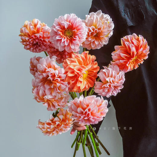 【掉价啦】5支/扎共2扎10支【奶油桃子大丽花】 长约50-60cm 商品图0