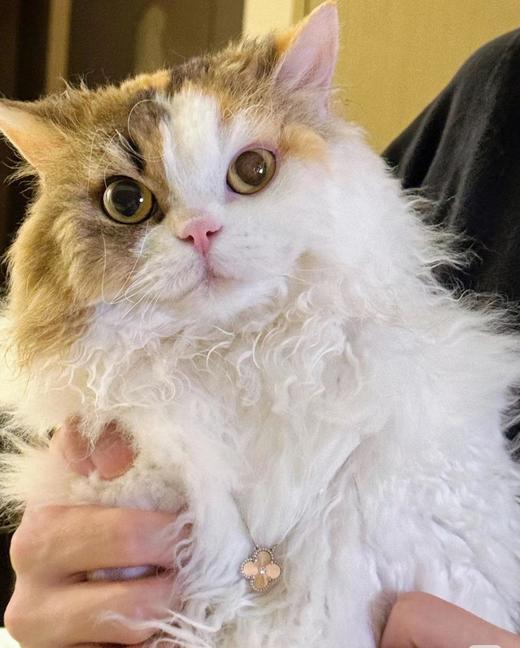 梵克雅宝2024限量拼色镭射带钻四叶草项链（XTY） 商品图7