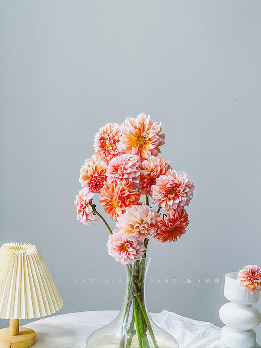 【掉价啦】5支/扎共2扎10支【奶油桃子大丽花】 长约50-60cm 商品图2