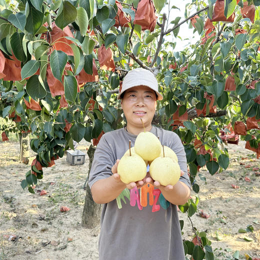陕北高山酥梨，香甜多汁，细腻无渣~ 商品图4