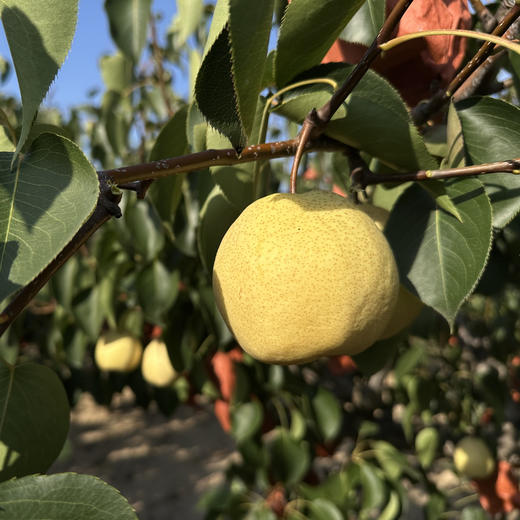 陕北高山酥梨，香甜多汁，细腻无渣~ 商品图1