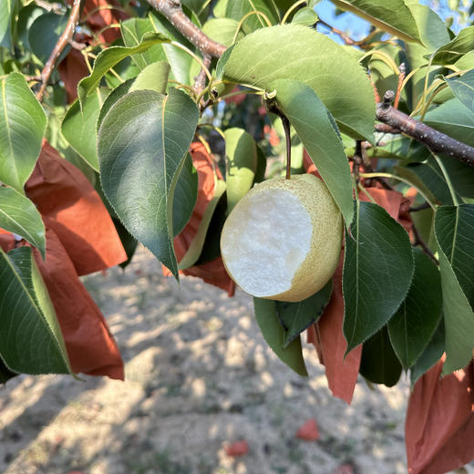 陕北高山酥梨，香甜多汁，细腻无渣~ 商品图3