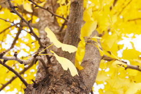  石斛：缓解秋冬干燥，治疗一切阴虚，给身体补“好水” 