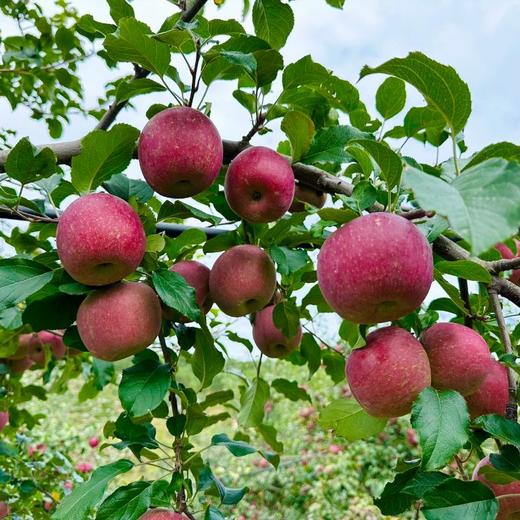 云南南诏冰糖心生态丑苹果 不套袋自然生长 果味浓郁 黄金酸甜比 汁多爽脆 商品图2