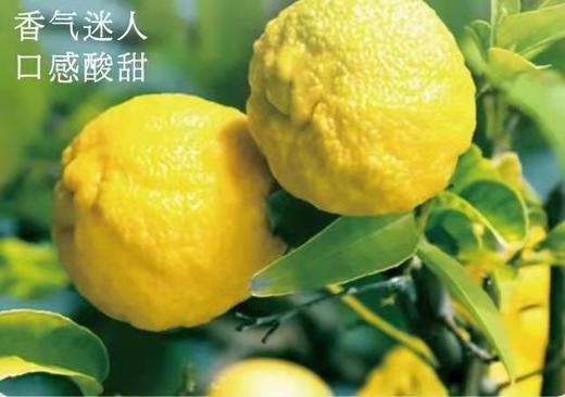 【🍋日本杂贺--柚子饮料】ANA（全日空）头等舱👍 标准配饮🥤【好喝到停不下来的柚子饮料】 商品图4